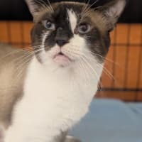Photo of Custard