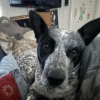 Photo of Boof