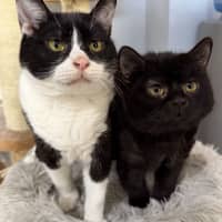 Photo of Diaz And Gucci