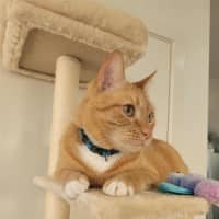 Photo of Cheeto