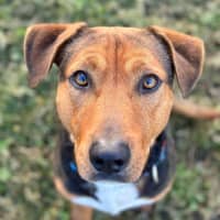 Photo of Beau