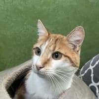 Photo of Lion (Bonded With Tiger)