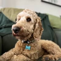 Photo of Brodie