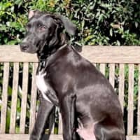 Photo of Kirby   8 Month Old, Male, Mixed Breed Puppy