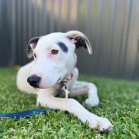 Photo of Ayaz   5 Month Old Mastiff X