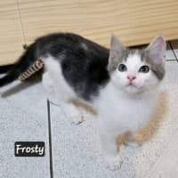 Photo of Frosty