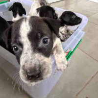 Photo of Hugo (Bessie's Puppy)