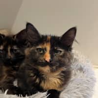 Photo of Dutchess Of Roy