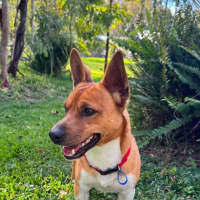 Photo of Tonka