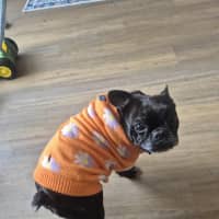 Photo of Cookie   6 Year Old French Bulldog