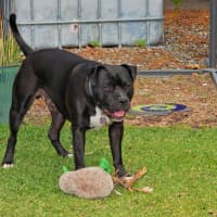 Photo of Buddy