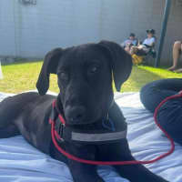 Photo of Elphaba   5 Month Old Shepherd X