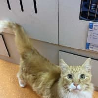 Photo of Weasley