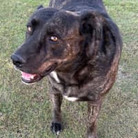 Photo of Kenny *$150 Adoption Fee*