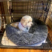 Photo of Bella Wensleydale