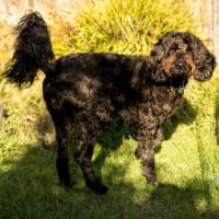 Photo of Bodhi Quinnell