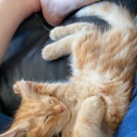 Photo of Toulouse Meet Me At Pet Stock Chelsea