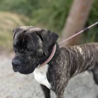 Photo of 🥛 Eggnog 5520 🥛