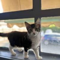 Photo of Linnie   Located In Kew