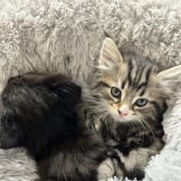 Photo of Alister   Located In Lower Plenty