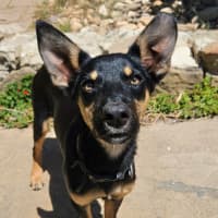 Photo of Alfalfa