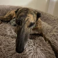 Photo of Roxy, The Greyhound