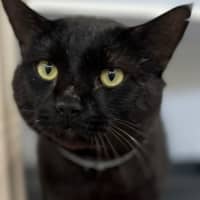 Photo of Santana (9993)