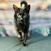 Photo of Bucky   Located In Preston