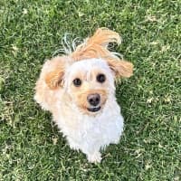 Photo of Louie
