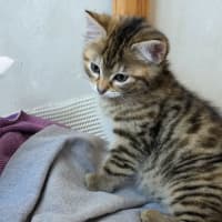 Photo of Pickle 
