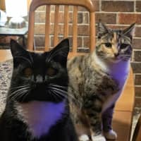 Photo of Lotus & Sage