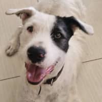 Photo of Yves Saint Laurent