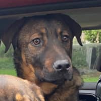 Photo of Brisby (Rizzo)