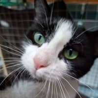 Photo of Elin ** 2nd Chance Cat Rescue *