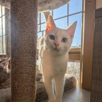 Photo of Pretzel