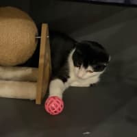 Photo of Tobby 