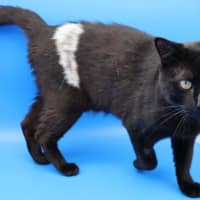 Photo of Patch   Available Pet Quarters Tuggerah