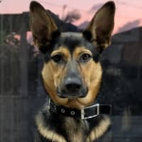 Photo of Hannah   2 Year Old German Shepherd X