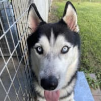 Photo of Nanook