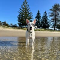 Photo of Luna Lou   1 Year Old Staffy X