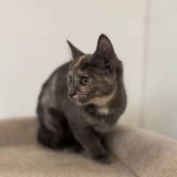 Photo of Misty   Located In Bellfield