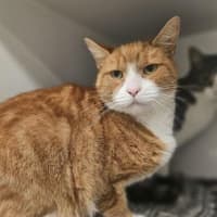 Photo of Roku
