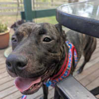 Photo of Tiki