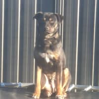 Photo of Max