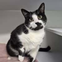Photo of Pickles