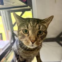 Photo of Dazzle