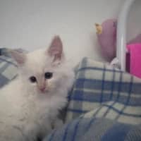 Photo of Merlot