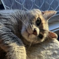 Photo of Pixie