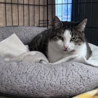 Photo of Soxie