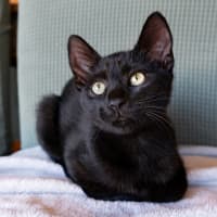 Photo of Cuddle Monkey